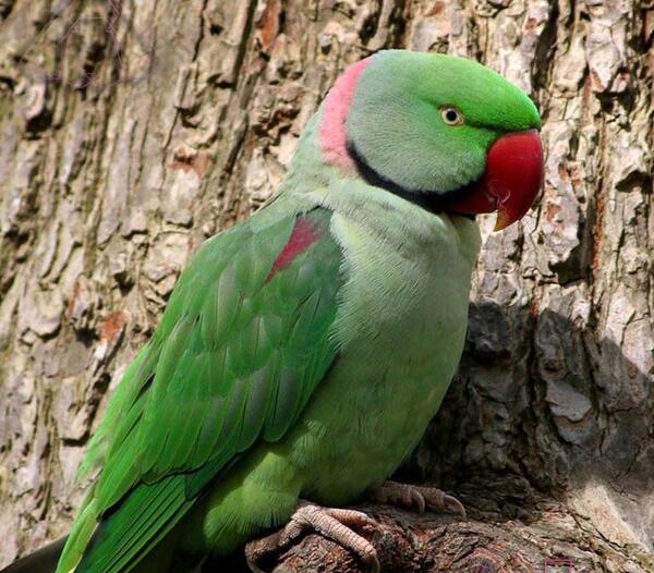عکس خانه ی طوطی