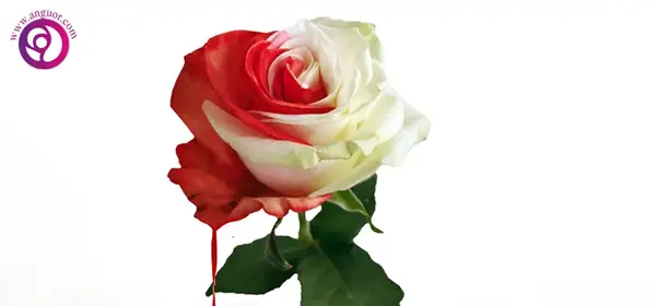 عکس صفحه سفید دور گل