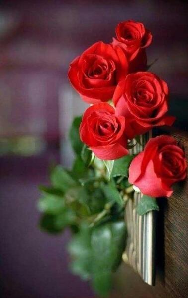 عکس استوری گلهای زیبا