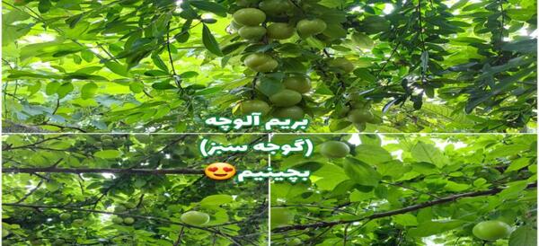 عکس گوجه سبز برای استوری