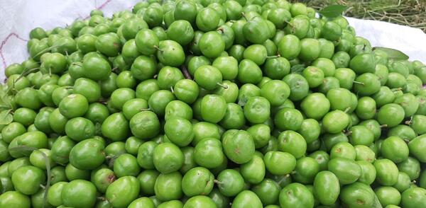 عکس گوجه سبز برای استوری