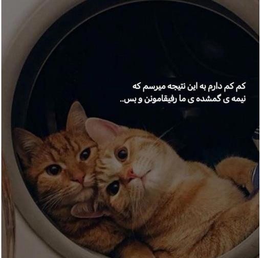 متن برای استوری عکس گربه