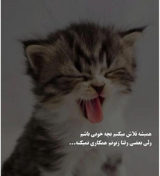 متن برای استوری عکس گربه