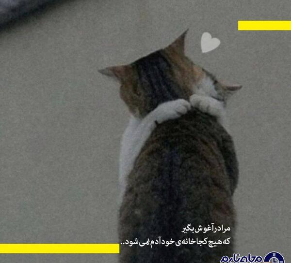 متن برای استوری عکس گربه