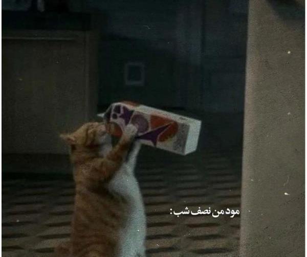 متن برای استوری عکس گربه