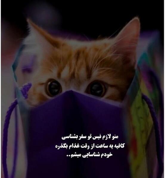 متن برای استوری عکس گربه