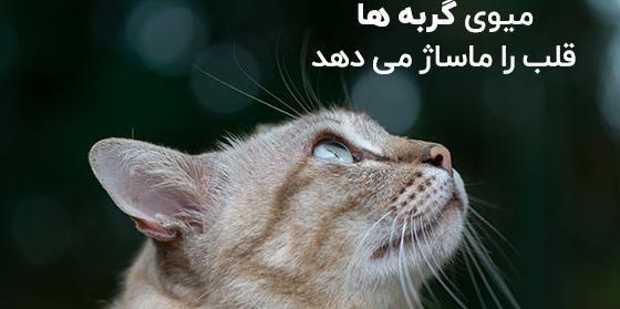 متن برای استوری عکس گربه