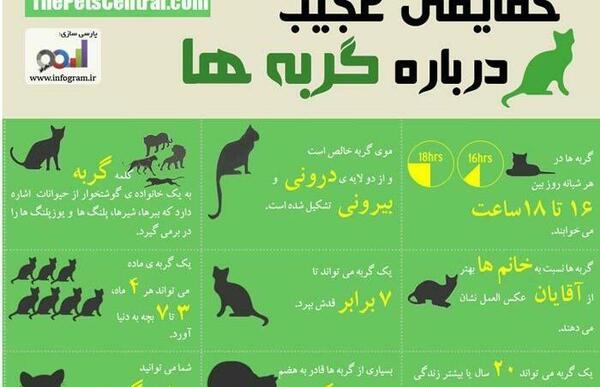 متن برای استوری عکس گربه