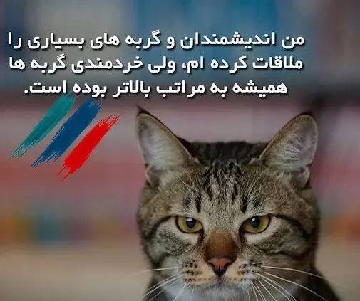 متن برای استوری عکس گربه