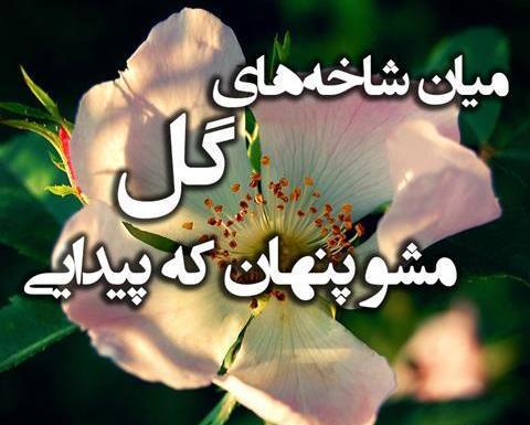 متن برای استوری عکس گل