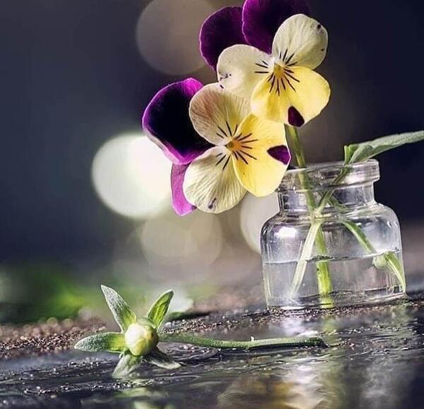 عکس گل زیبا برای استوری واتساپ