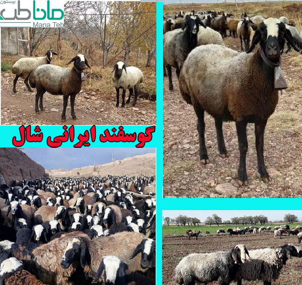عکس قوچ سیاه کبود