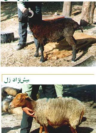عکس قوچ سیاه کبود