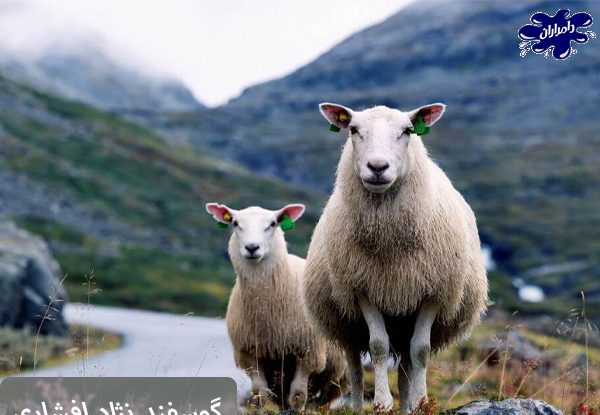 عکس قوچ سیاه کبود