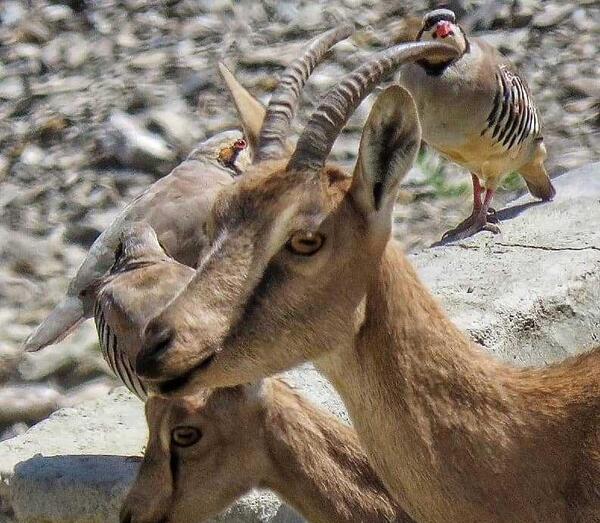 عکس قوچ سیاه کبود