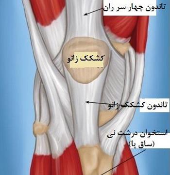 عکس کبودی ران پا نی نی سایت