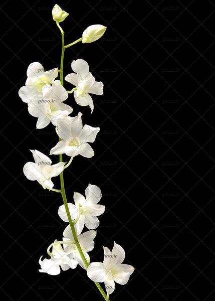 عکس گل سیاه سفید برای تصویر زمینه