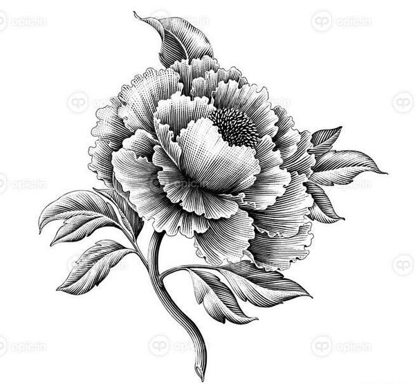 عکس گل سیاه سفید برای تصویر زمینه