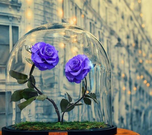 عکس گل های جادویی