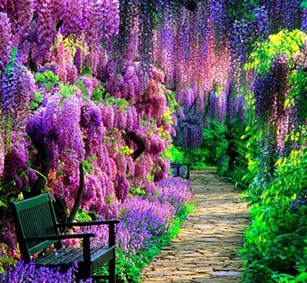 عکس گل های جادویی