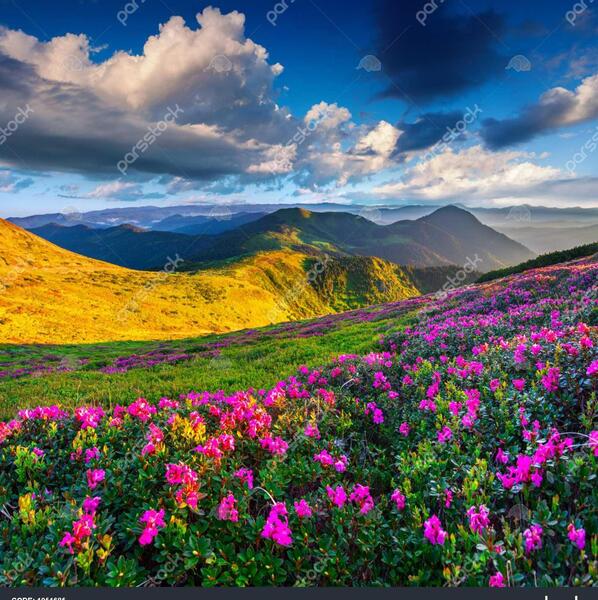 عکس گل های جادویی