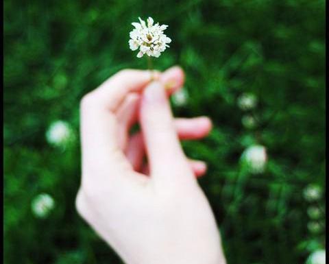 عکس گل در دست برای پروفایل