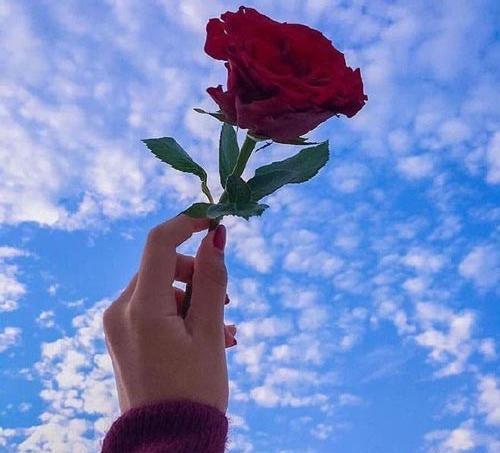 عکس گل تو دست دختر برای پروفایل