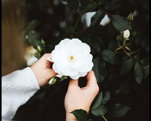عکس گل تو دست دختر برای پروفایل