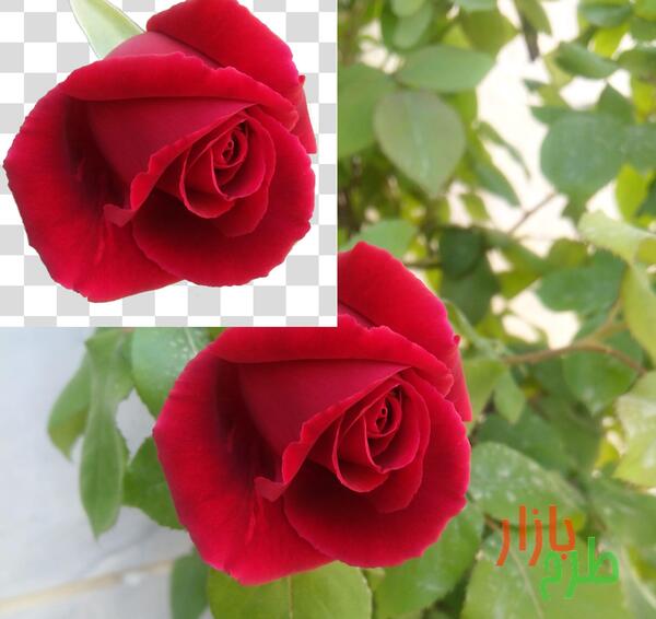 عکس غنچه گل رز صورتی