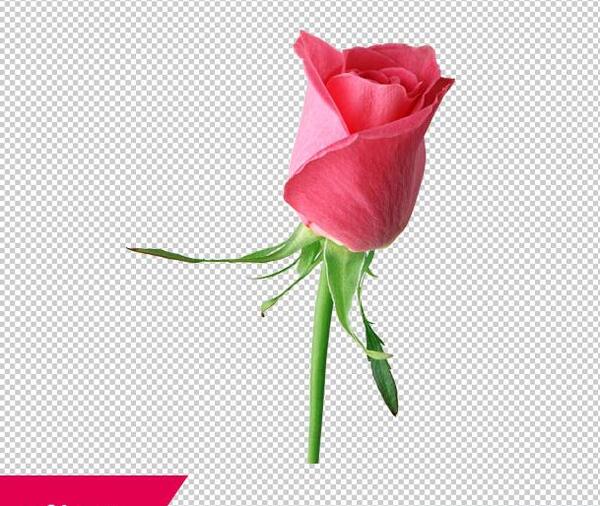 عکس غنچه گل رز صورتی