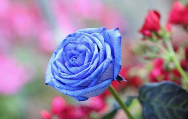 عکس گل آبی فیروزه ای