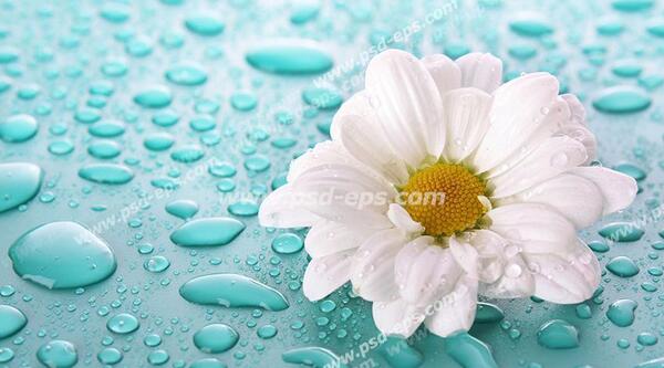 عکس گل آبی فیروزه ای