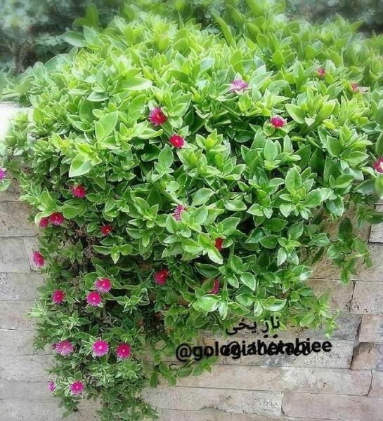 عکس گل ناز یخی