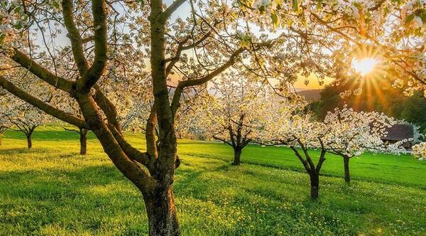عکس فصل بهار تهران