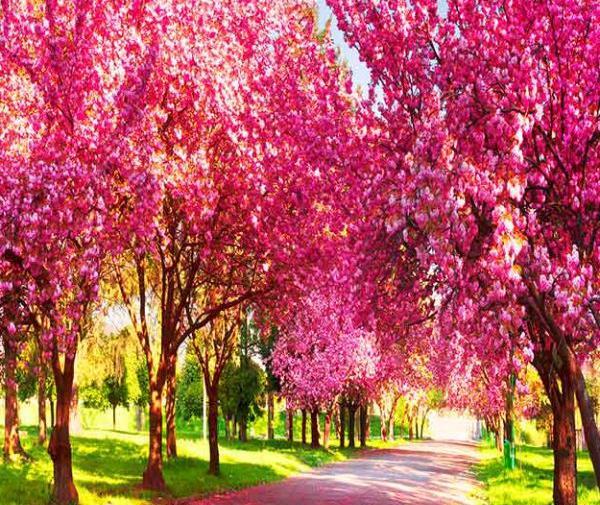 عکس فصل بهار تهران
