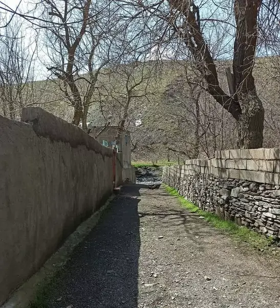 عکس جنگل ترسناک مشهد