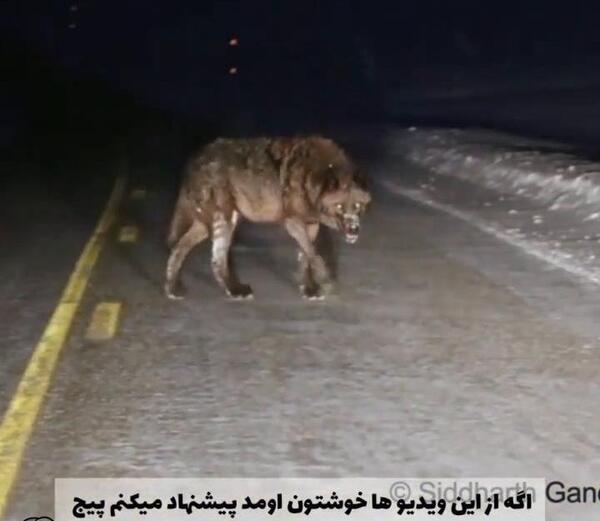 عکس گرگ ترسناک زیبا
