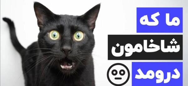 عکس ترسناک از گربه