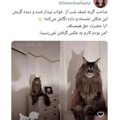 عکس ترسناک از گربه