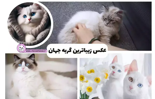 عکس ترسناک از گربه