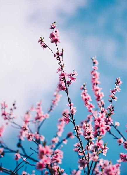 عکس تصویر زمینه جدید گوشی