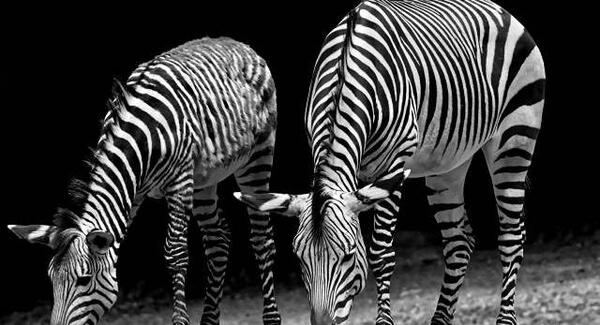 عکس تصویر زمینه سیاه و سفید