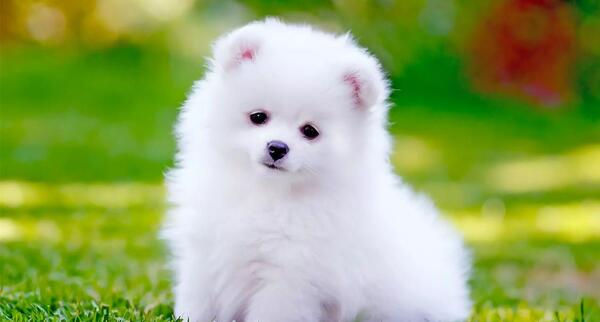 عکس تصویر زمینه سگ کیوت