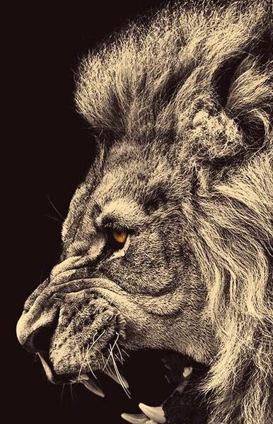 عکس تصویر زمینه شیر با کیفیت بالا