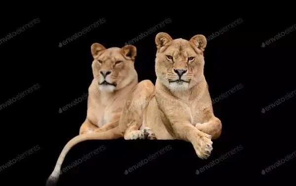 عکس تصویر زمینه شیر سیاه