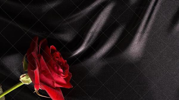 عکس تصویر زمینه گل رز سیاه