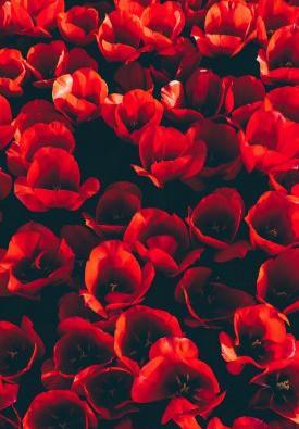 دانلود عکس تصویر زمینه گل های زیبا