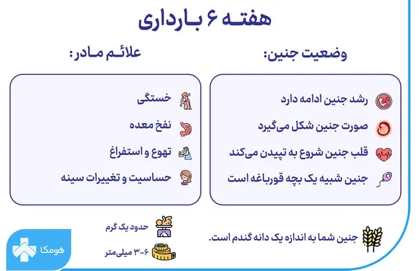 عکس جنین سقط شده شش هفته ای دختر