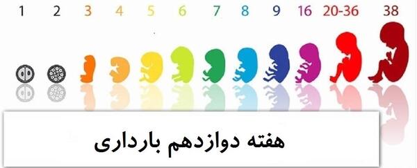 عکس جنین دوازده هفته پسر نی نی سایت