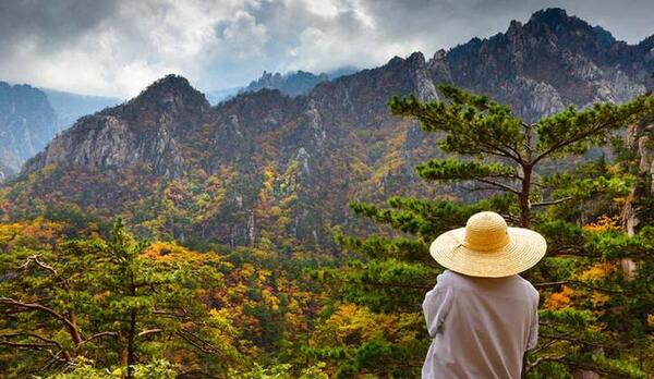 عکس زیباترین جنگل دنیا